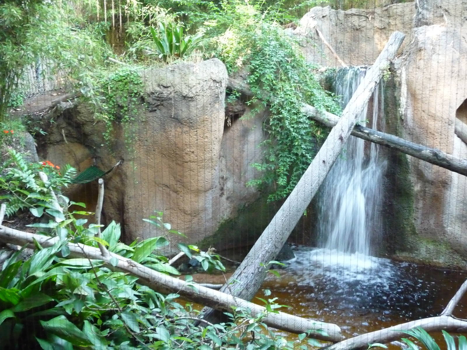 San Diego Zoo - Fishing Cat Exhibit