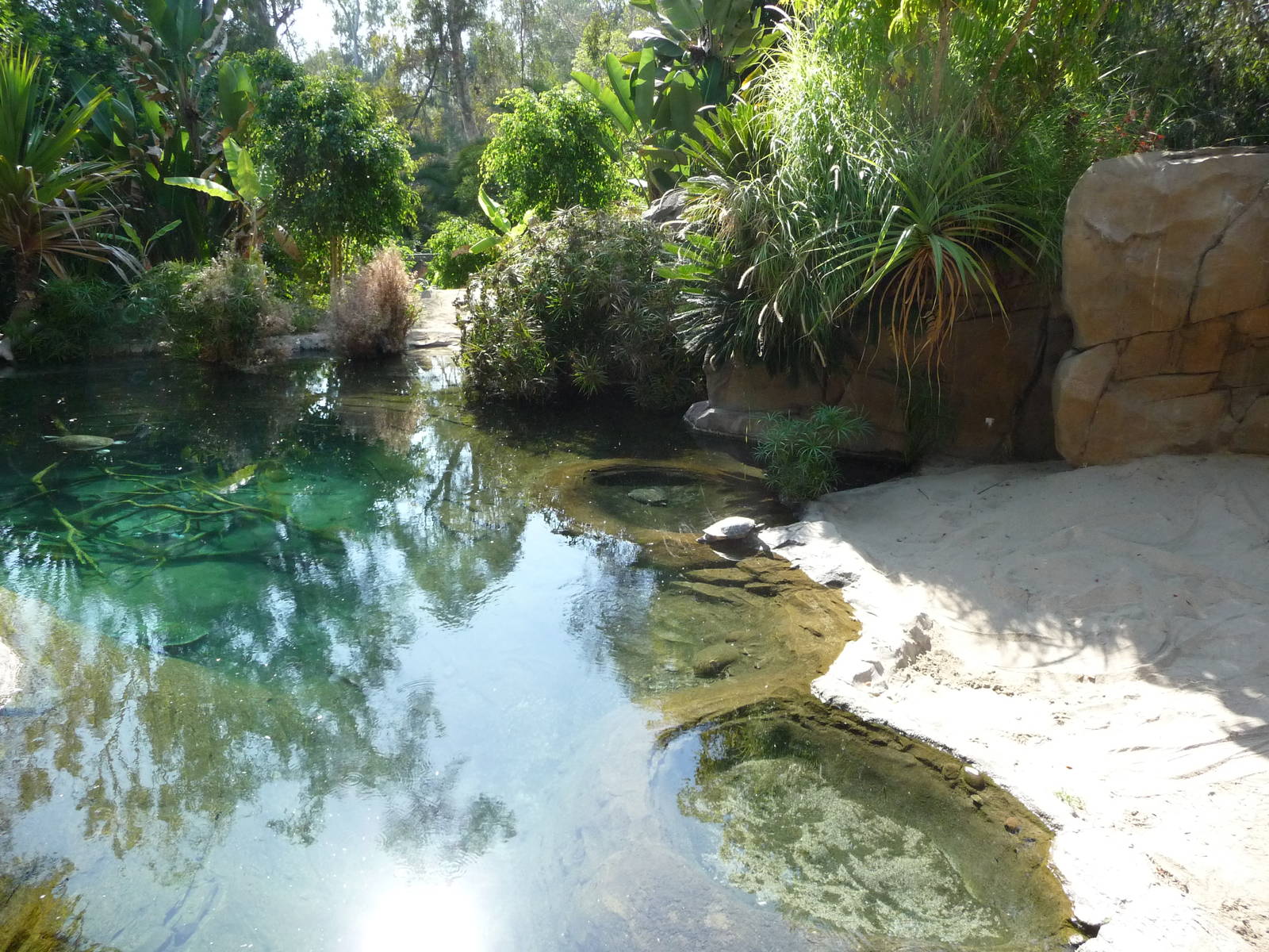 San Diego Zoo - Gharial Pool