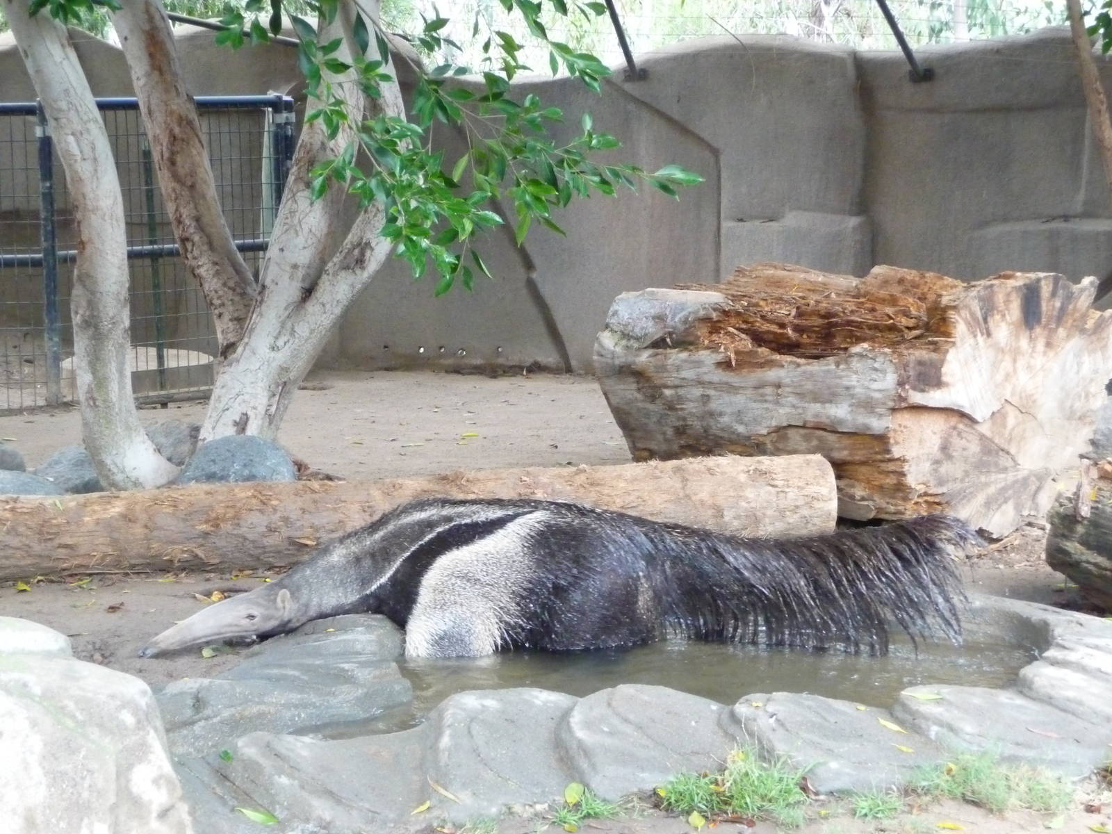 San Diego Zoo - Giant Anteater in water