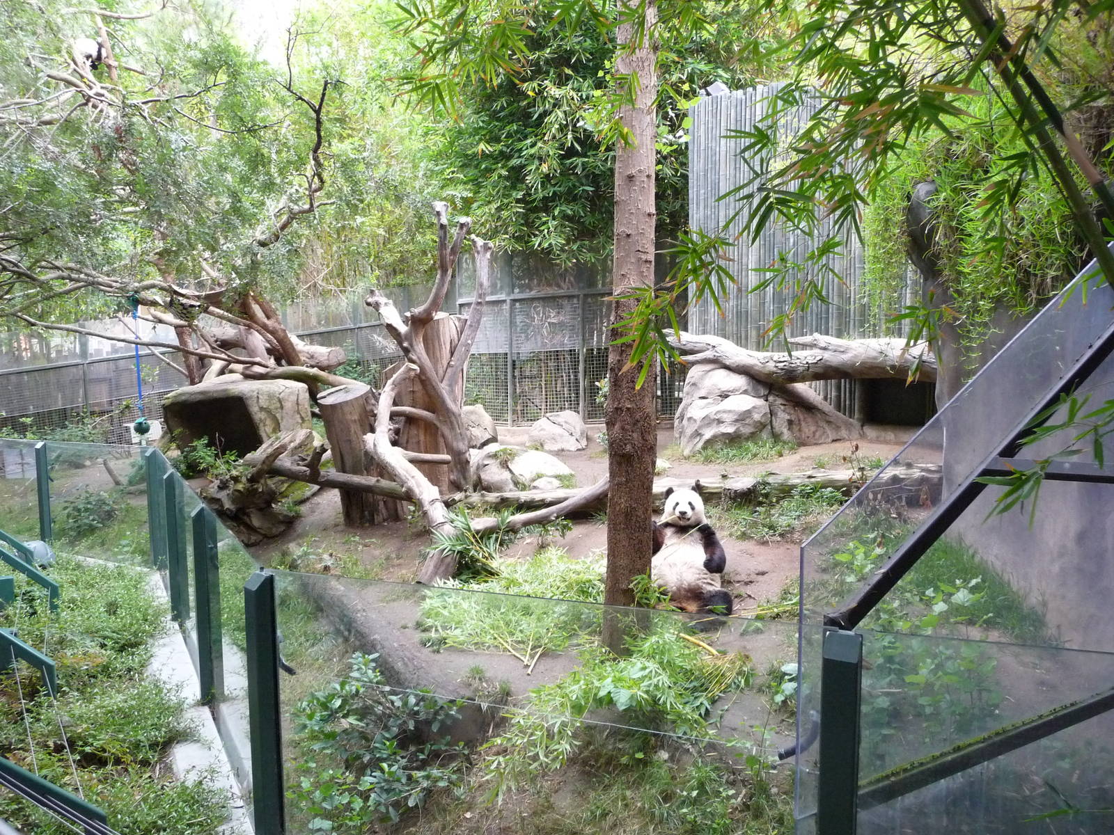 San Diego Zoo - Giant Panda Exhibit