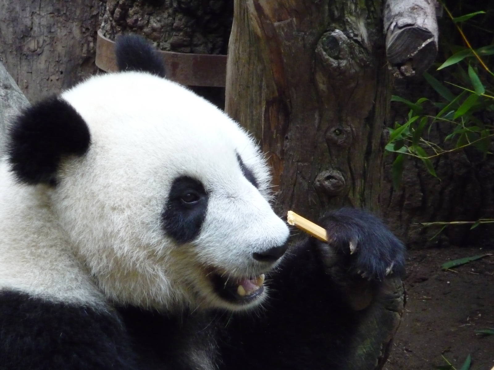 San Diego Zoo - Giant Panda