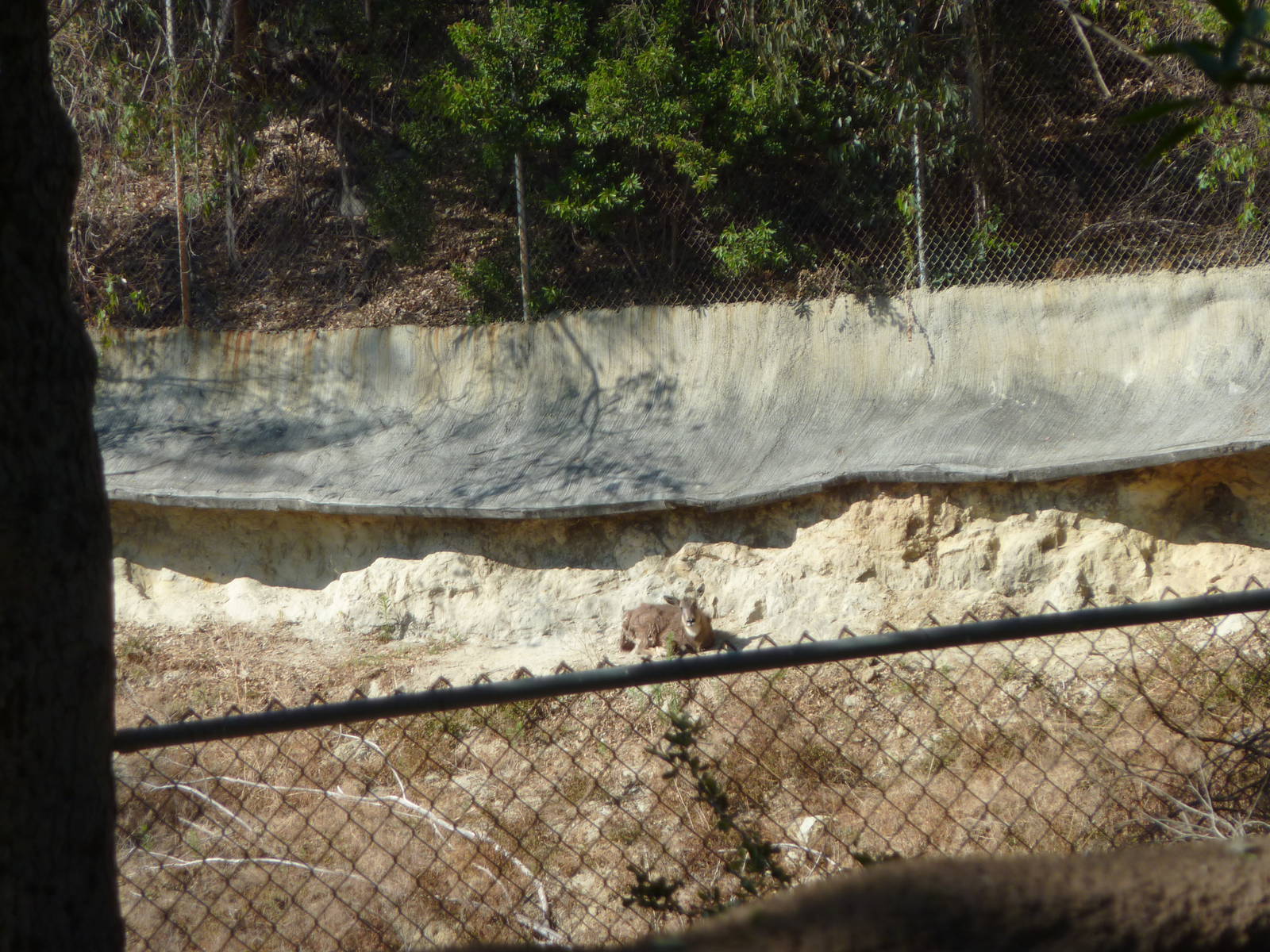 San Diego Zoo - Goat Turn-around Chinese Goral