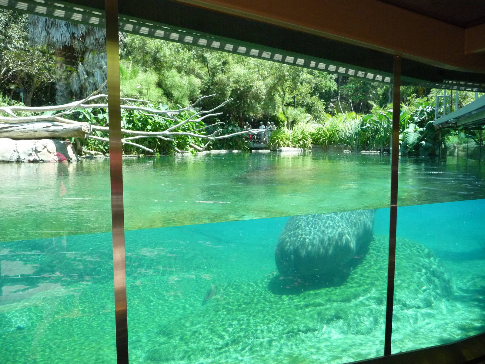 San Diego Zoo - Hippo Pool