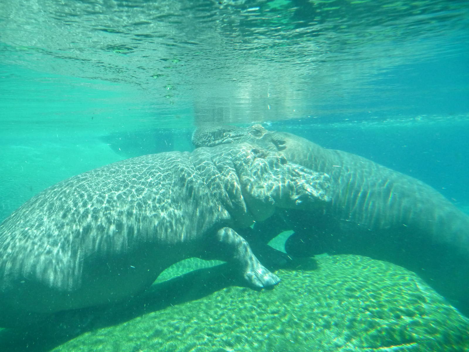 San Diego Zoo - Hippo Pool