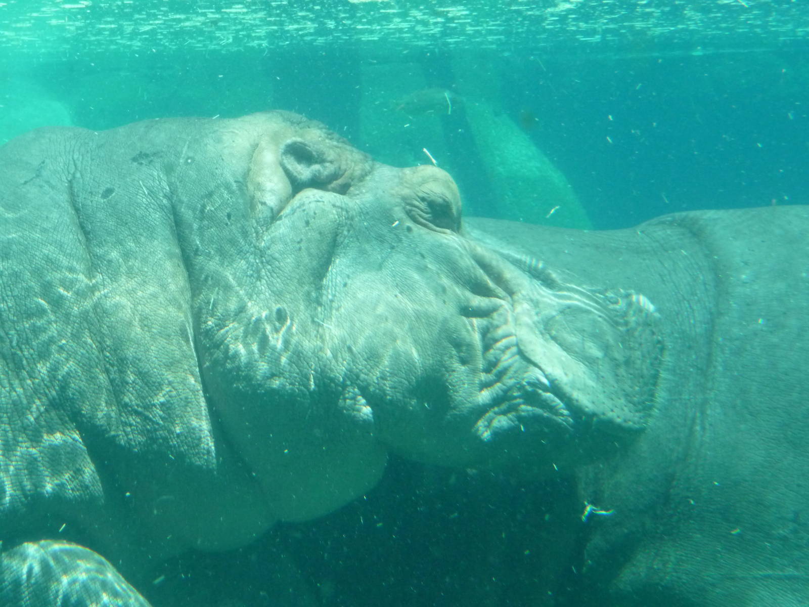 San Diego Zoo - Hippo Pool