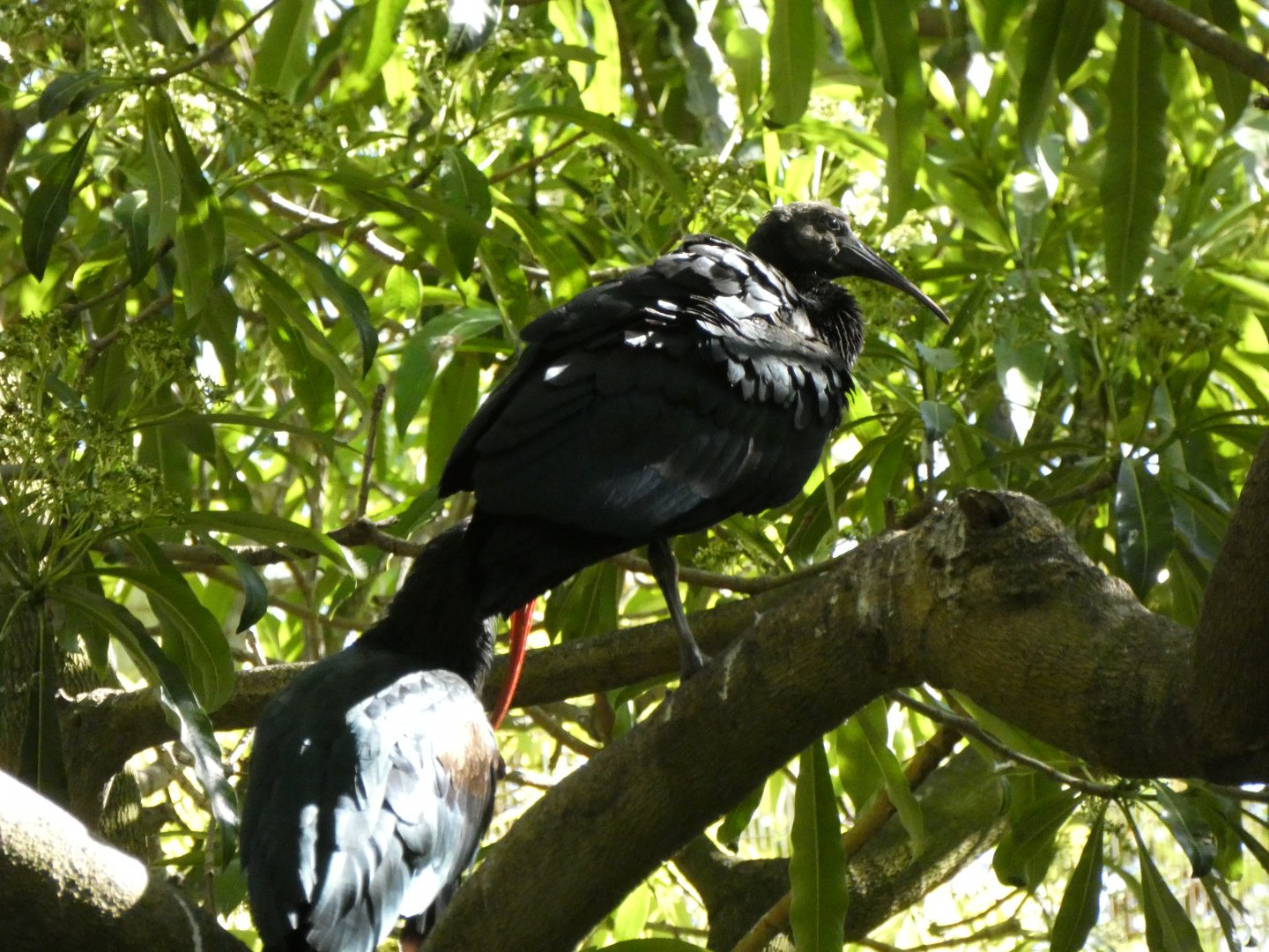 San Diego Zoo Ibis