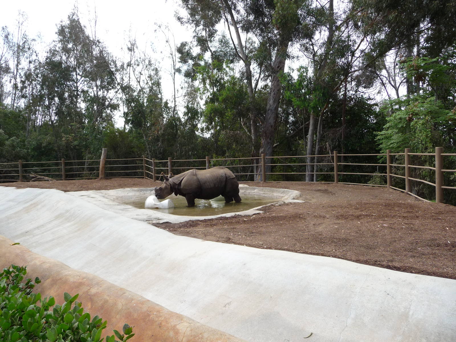 San Diego Zoo - Indian Rhino Exhibit
