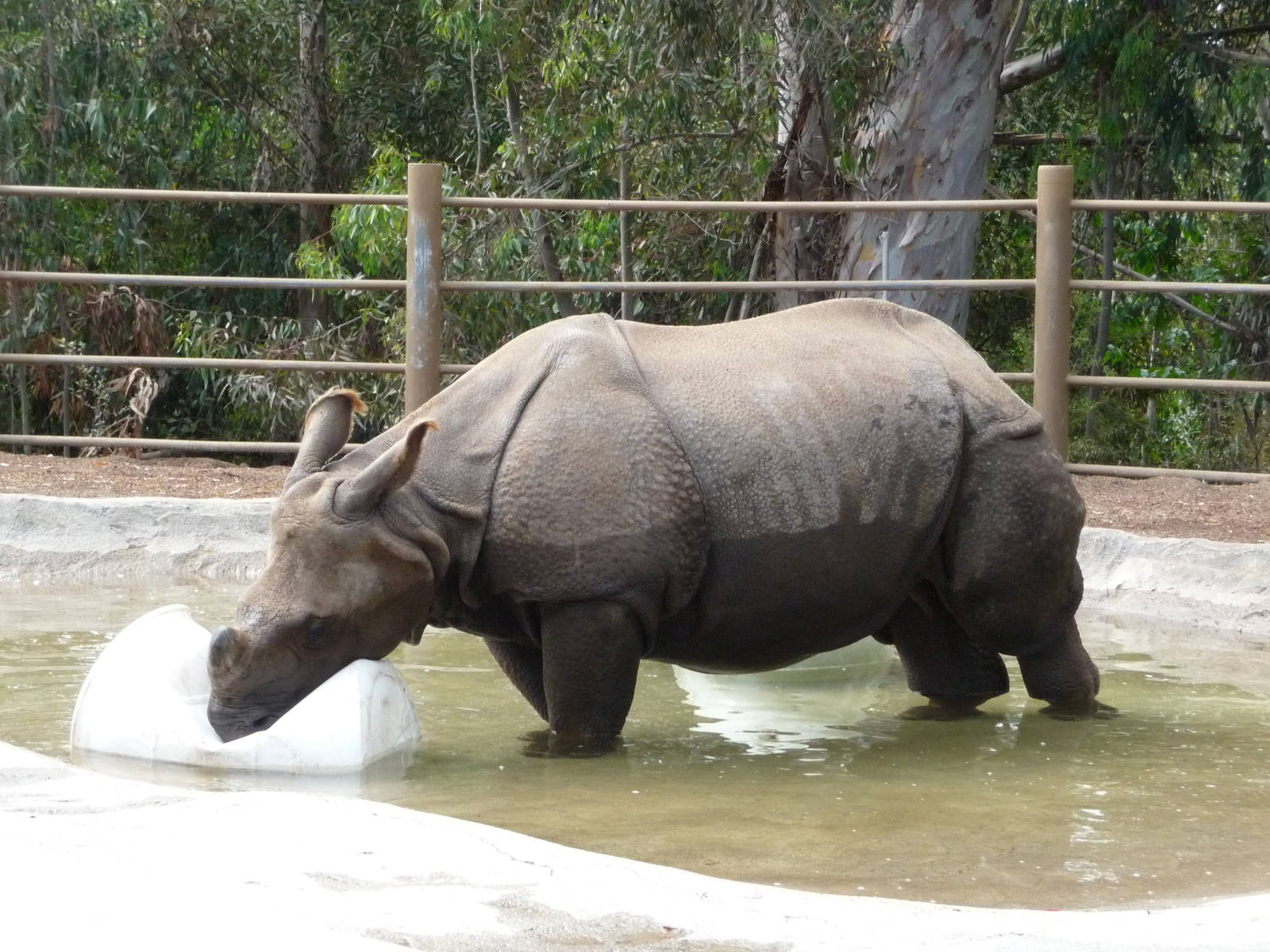 San Diego Zoo - Indian Rhino