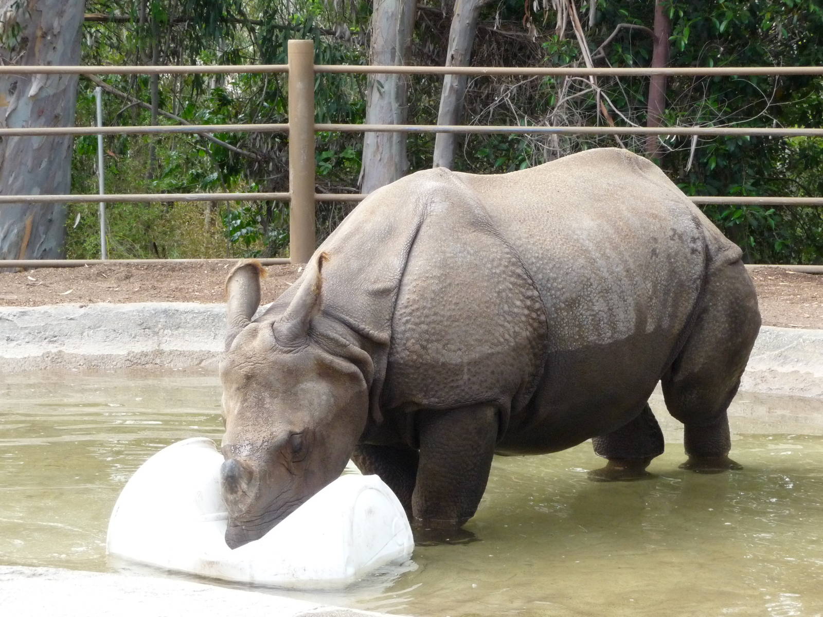 San Diego Zoo - Indian Rhino