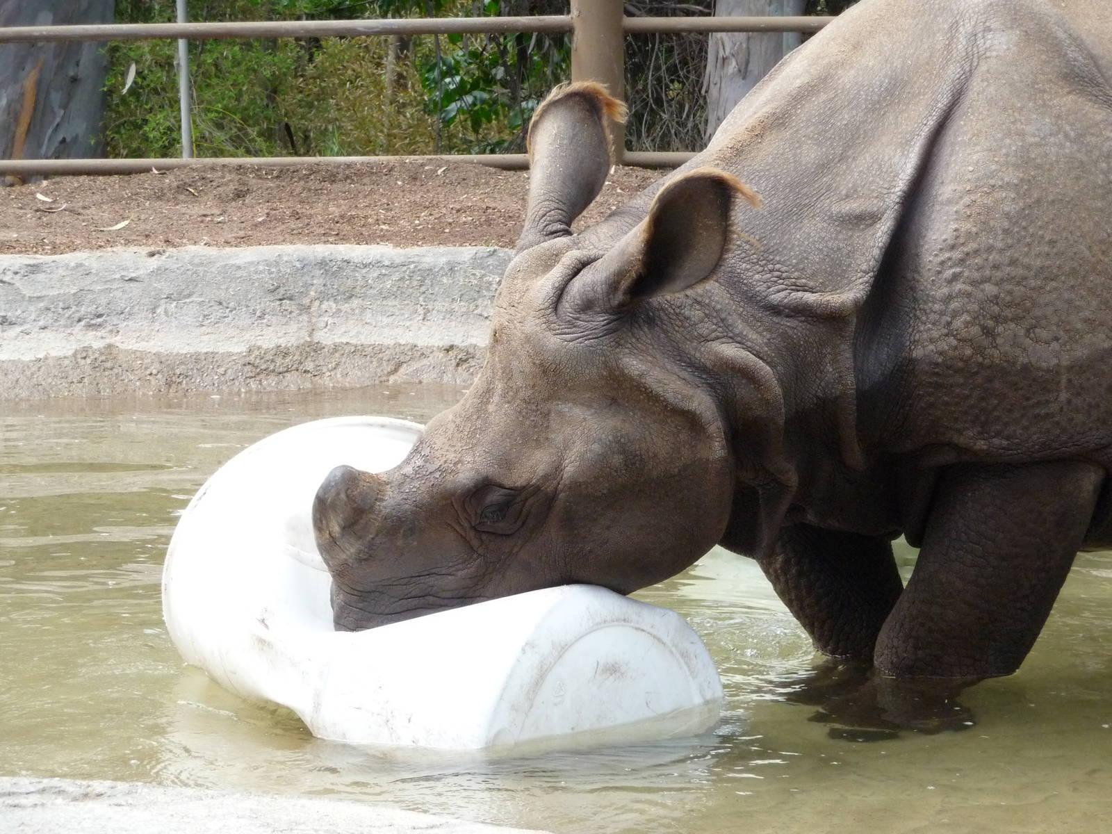San Diego Zoo - Indian Rhino