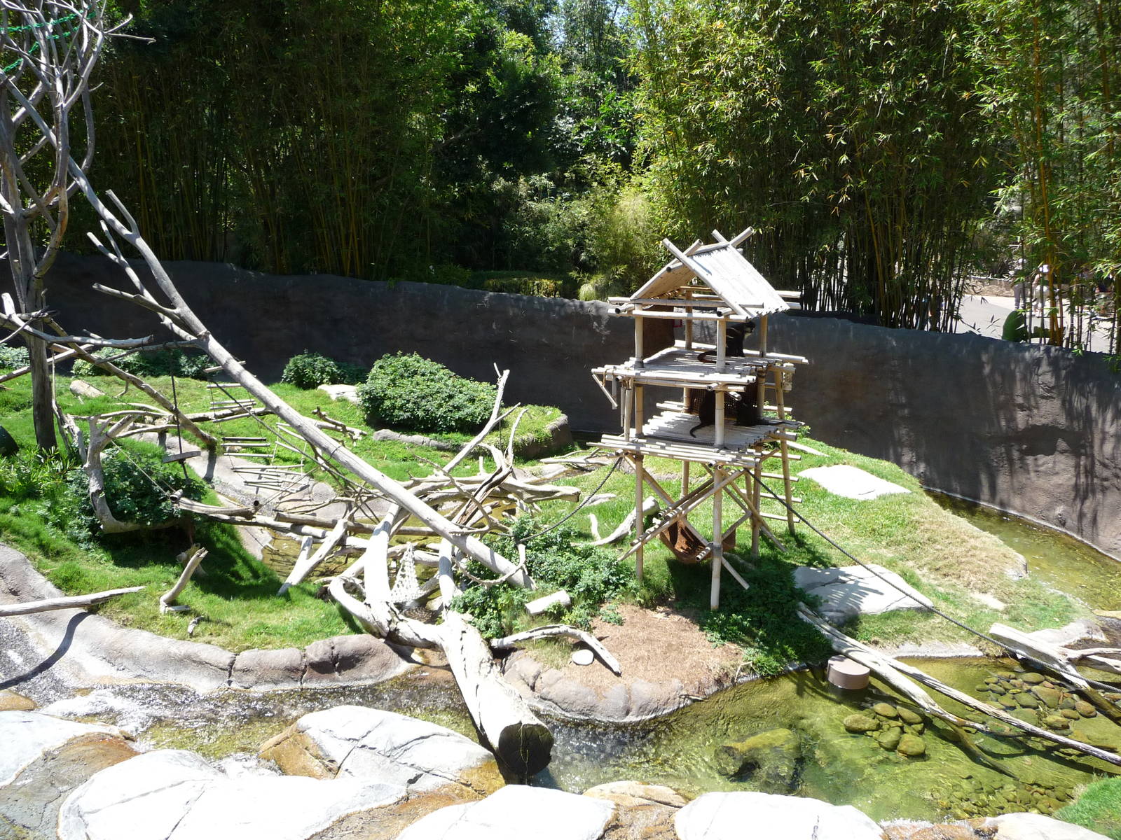 San Diego Zoo - Ituri Forest