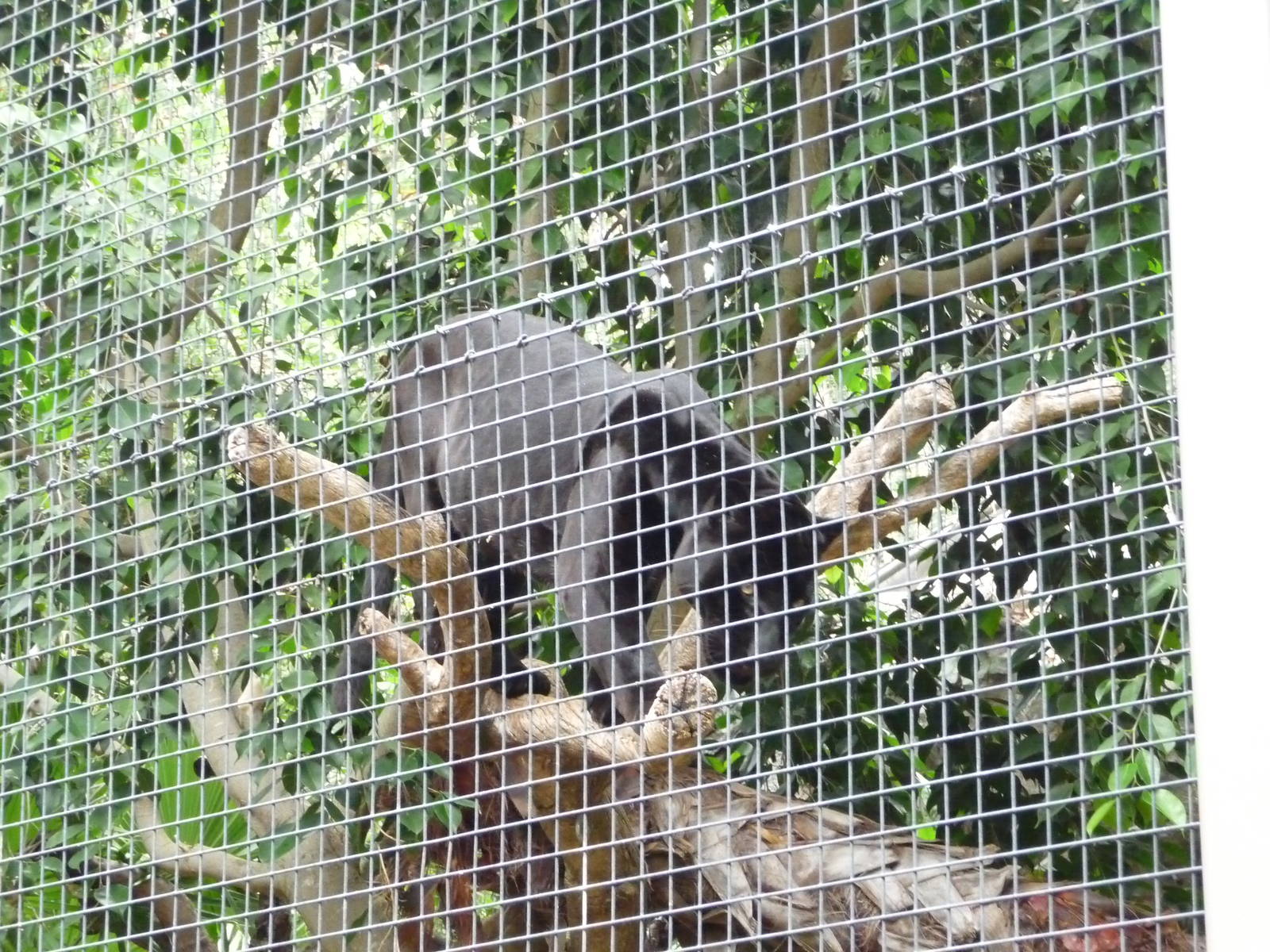 San Diego Zoo - Jaguar