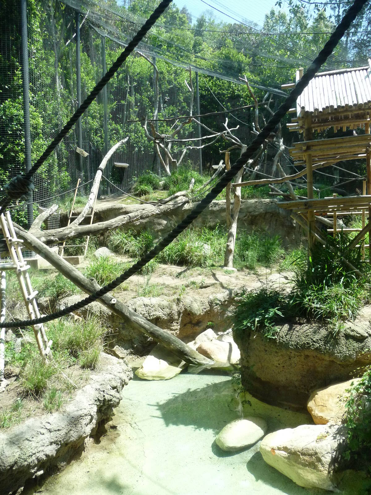 San Diego Zoo - Lion-tailed Macaque Exhibit