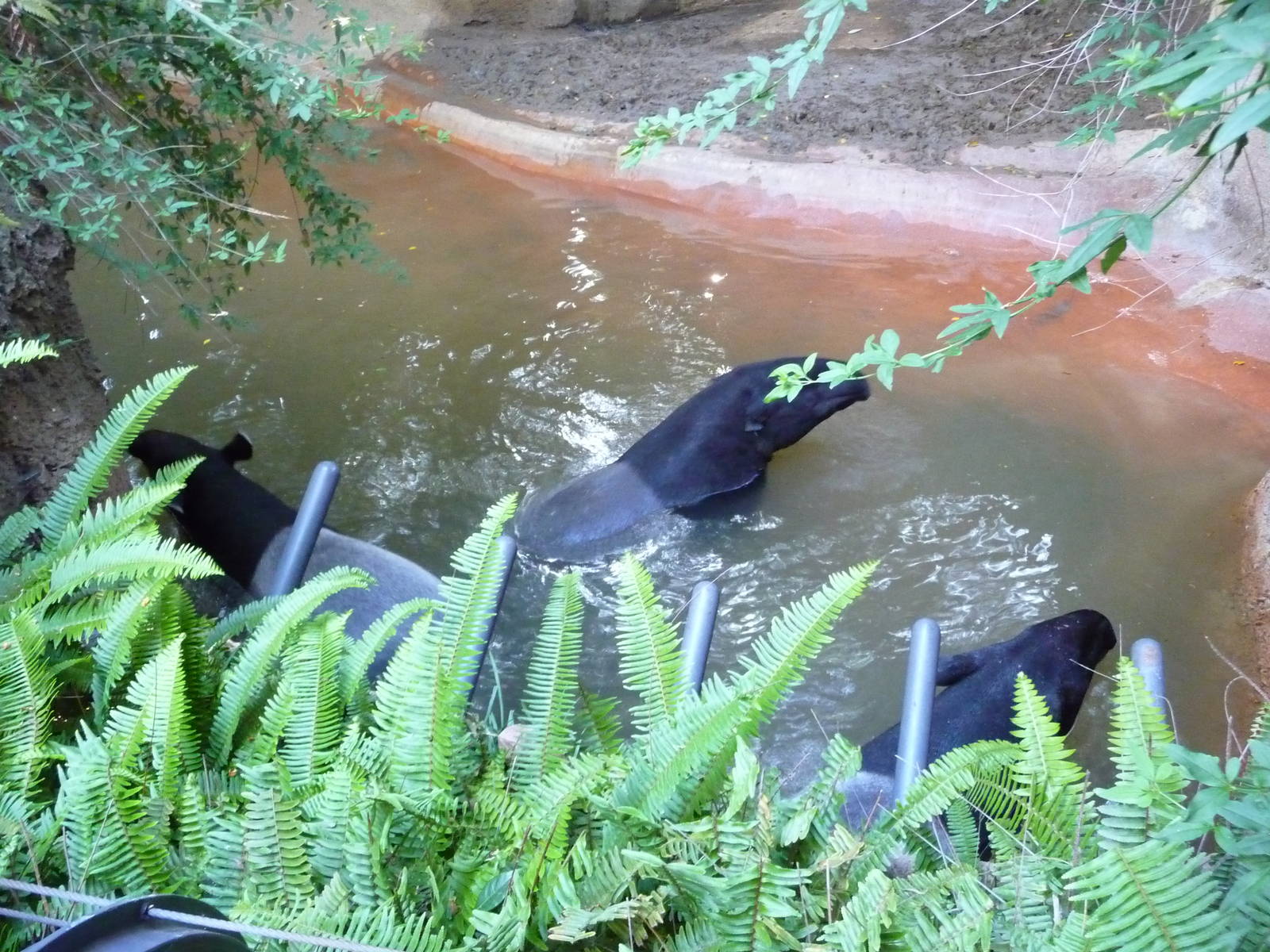San Diego Zoo - Malayan Tapirs