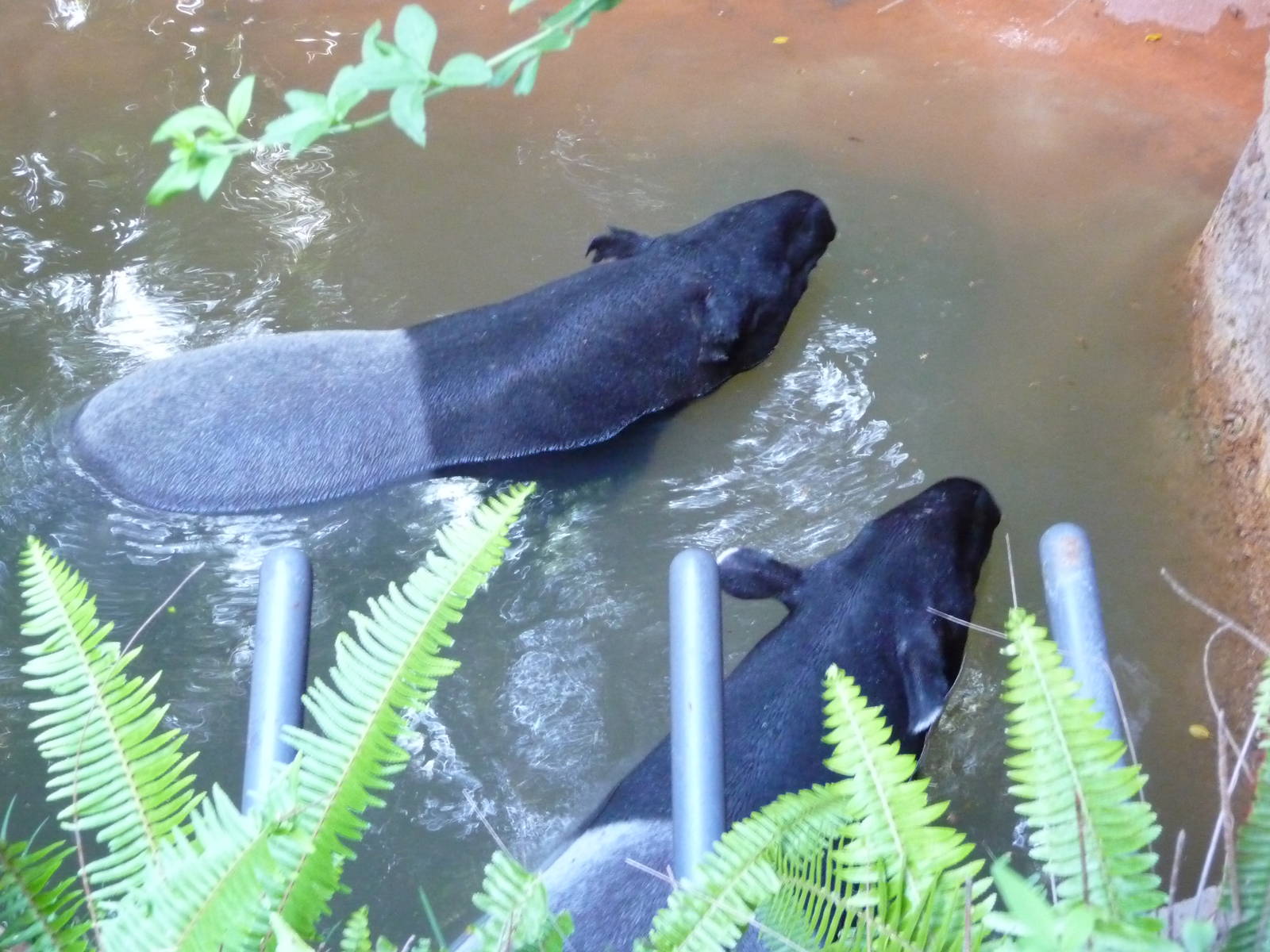 San Diego Zoo - Malayan Tapirs
