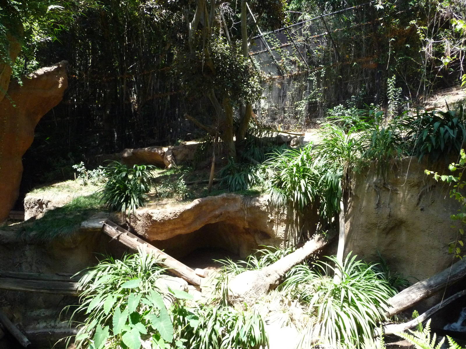 San Diego Zoo - Malayan Tiger Exhibit