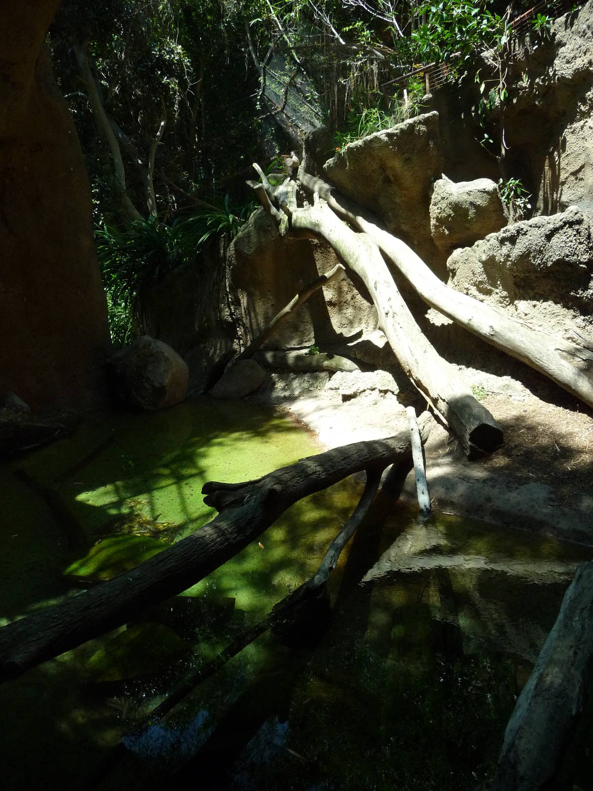 San Diego Zoo - Malayan Tiger Exhibit