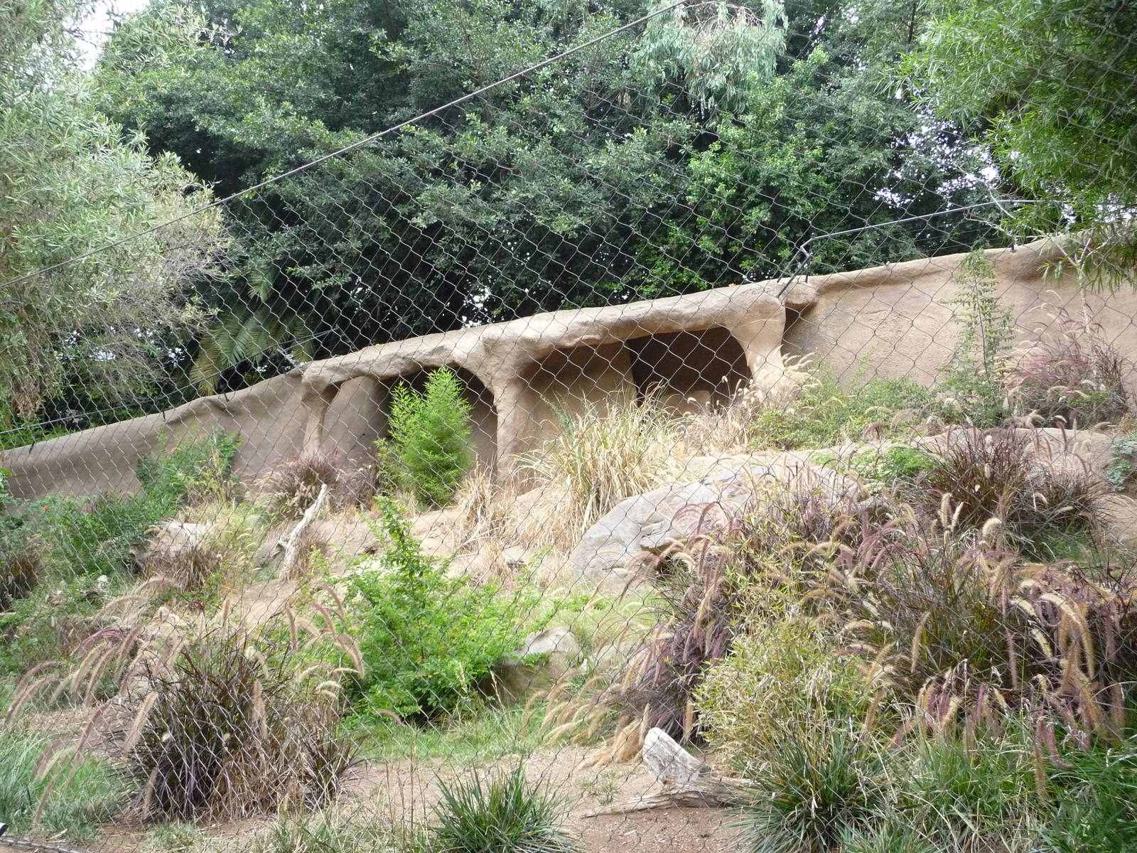San Diego Zoo - New Guinea Singing Dog Exhibit