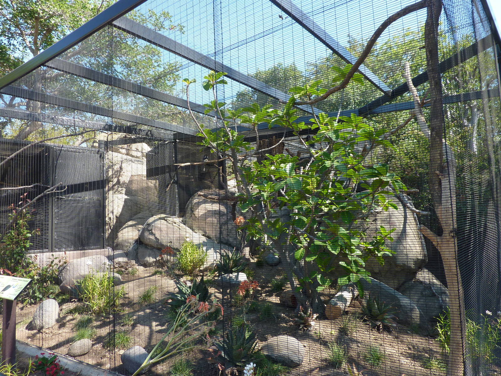 San Diego Zoo - New Trumpeter Hornbill exhibit
