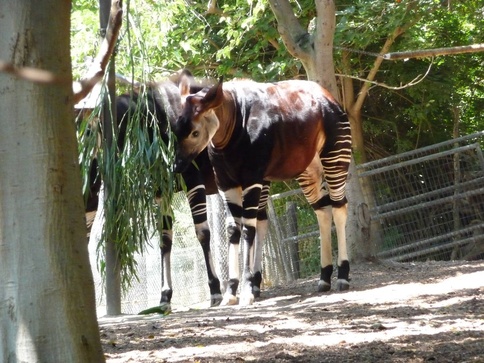 San Diego Zoo - Okapis