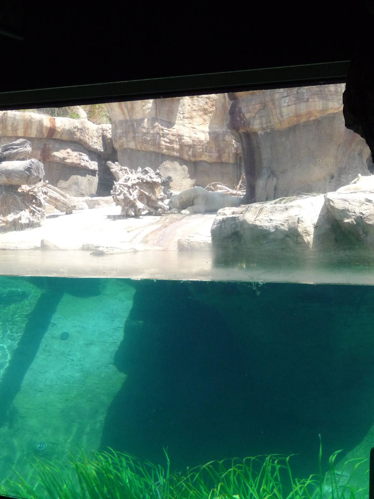 San Diego Zoo - Polar Bear Plunge