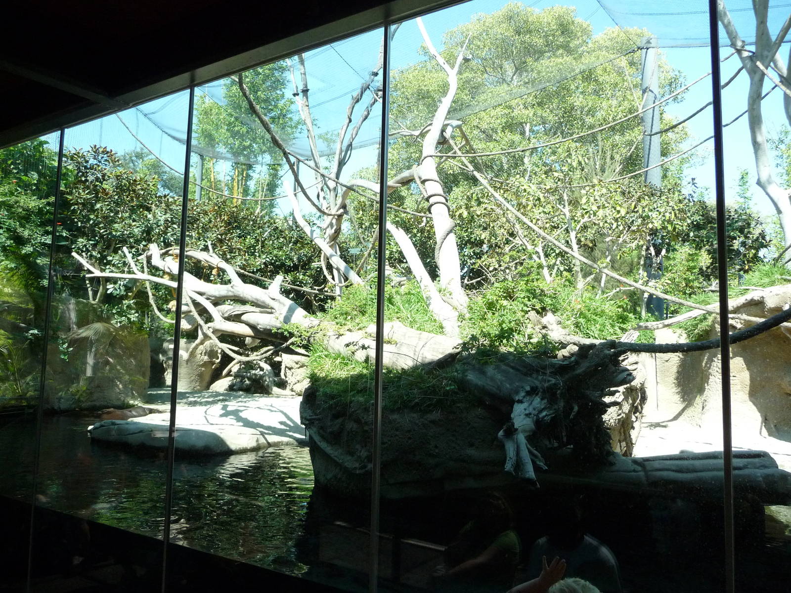 San Diego Zoo - Pygmy Hippo/Wolf's Guenon Exhibit