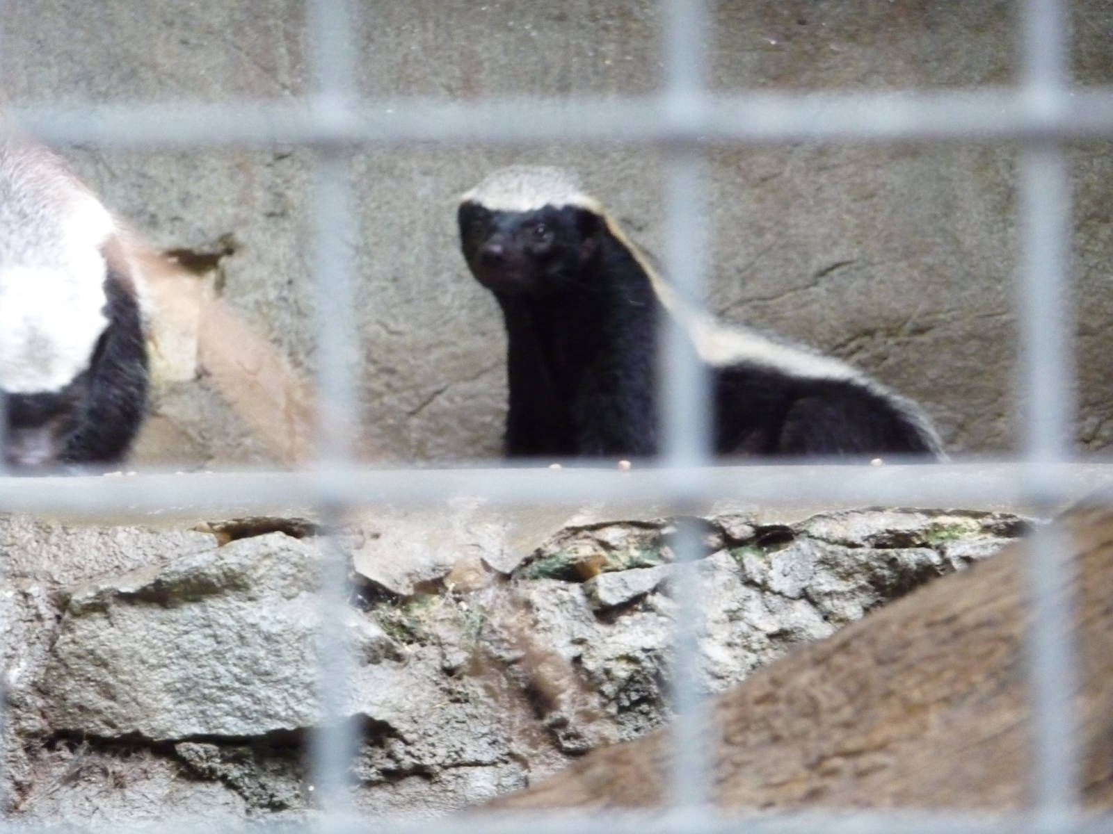 San Diego Zoo - Ratels