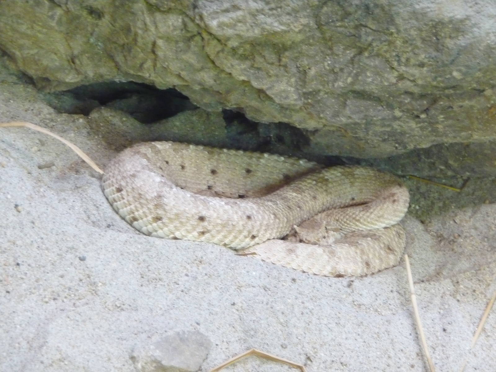 San Diego Zoo - Rattlesnake