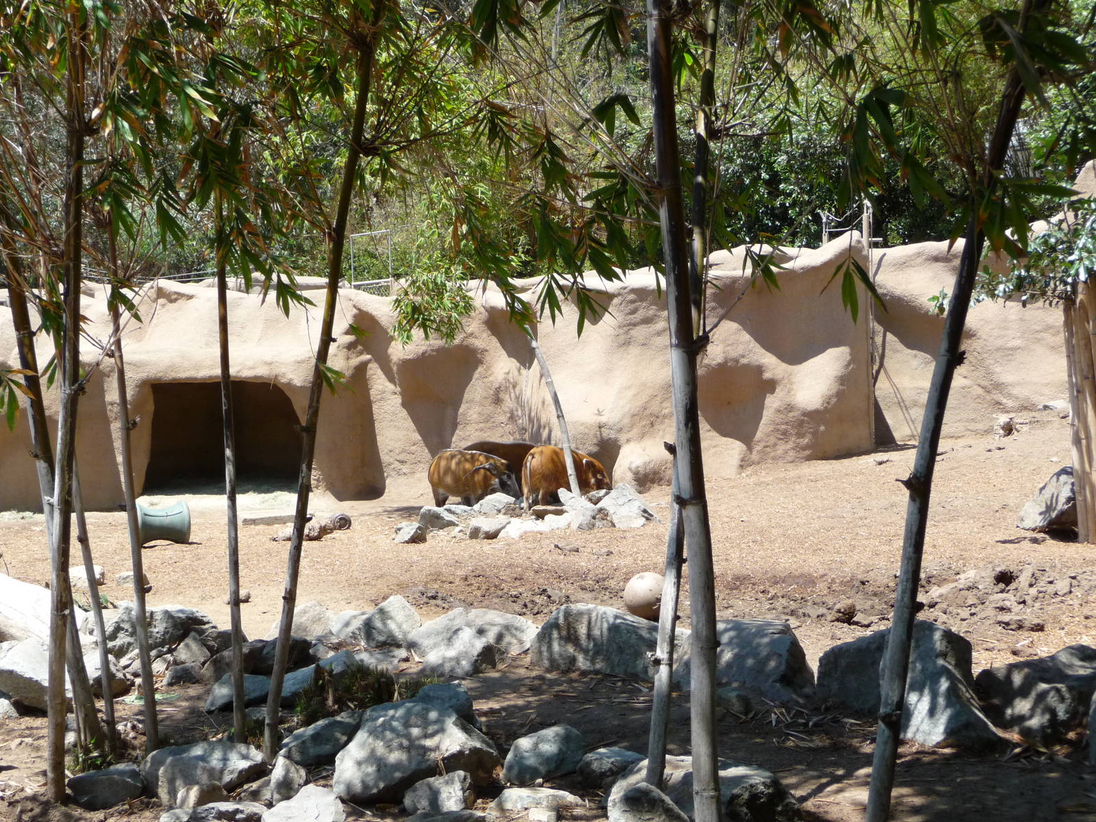 San Diego Zoo - Red River Hog Exhibit