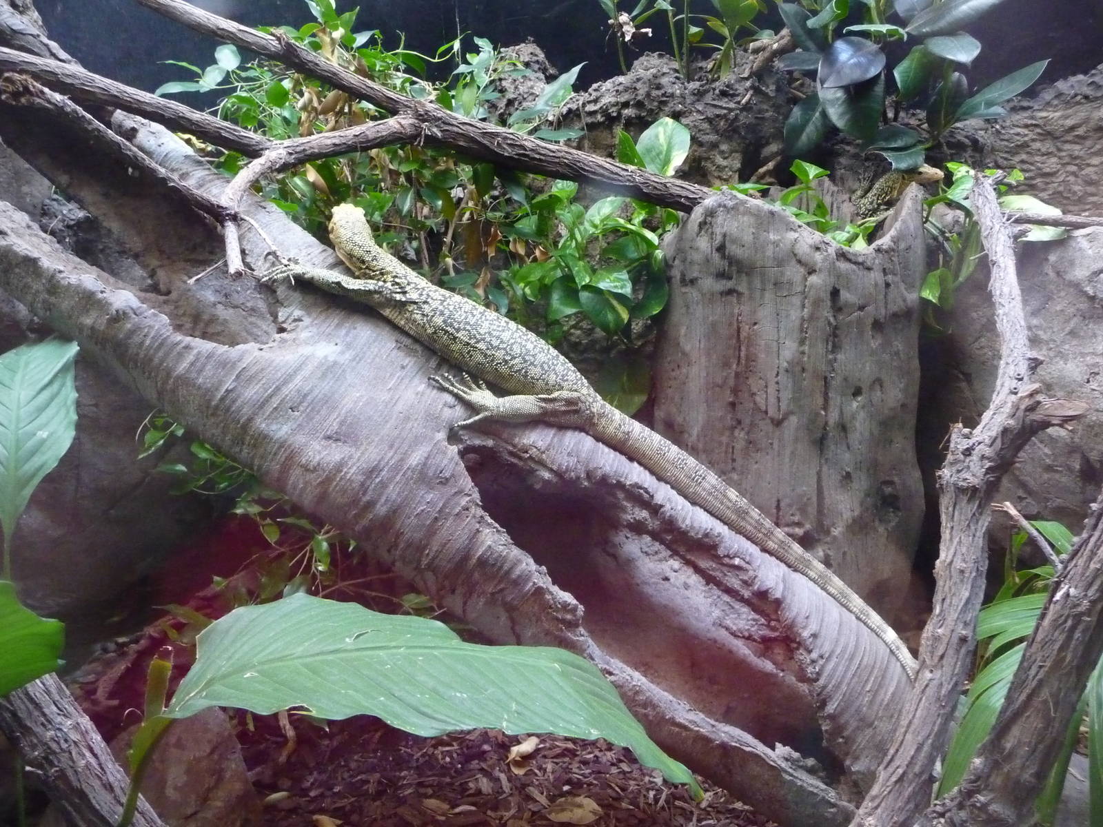 San Diego Zoo - Reptile House