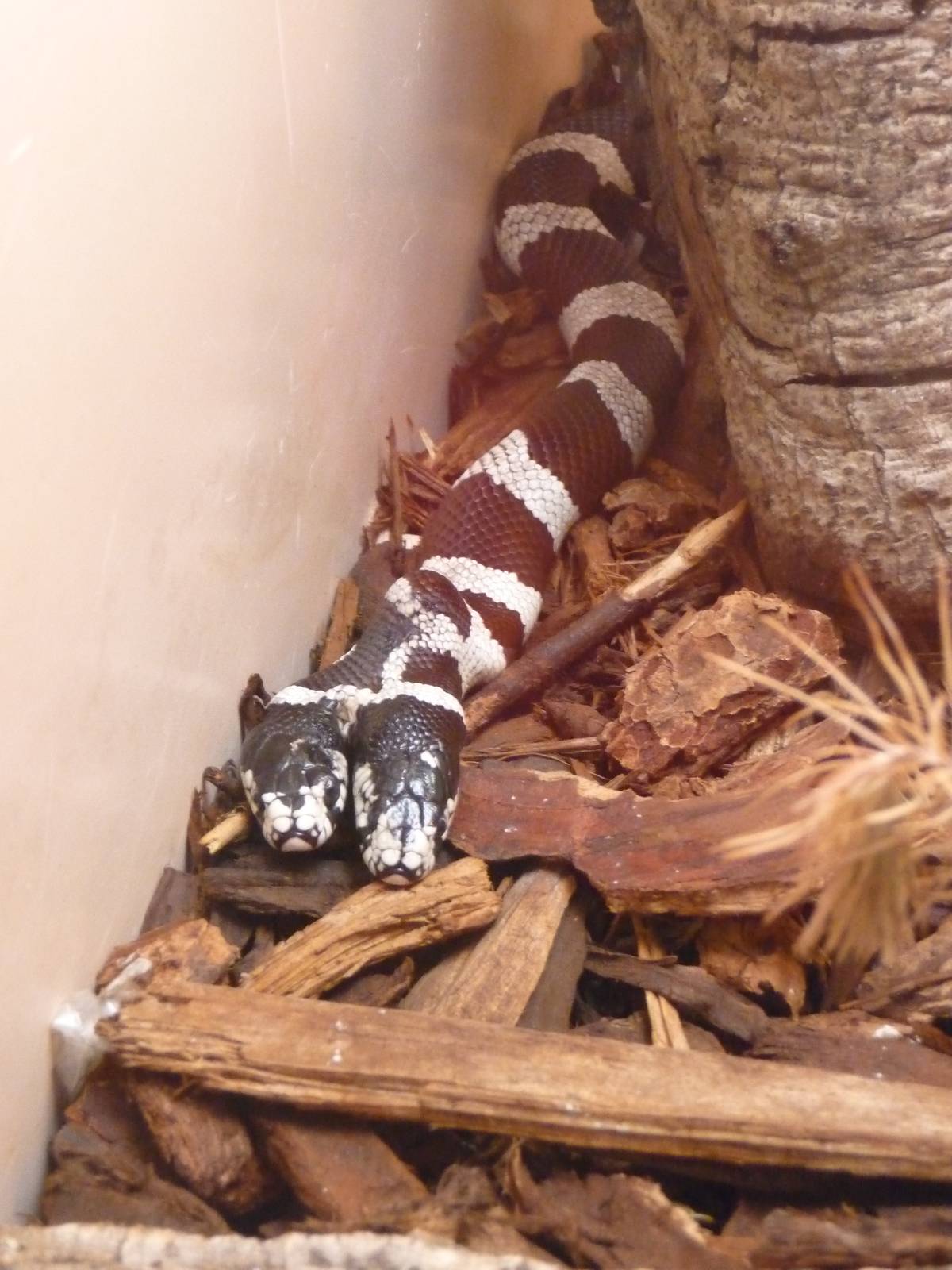 San Diego Zoo - Reptile House