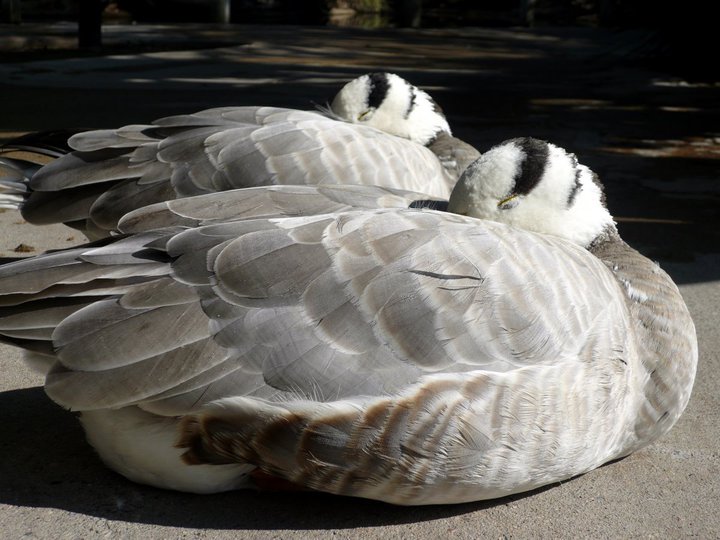 San Diego Zoo Safari Park 24.09.2010