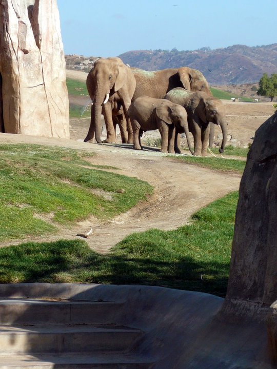 San Diego Zoo Safari Park 24.09.2010