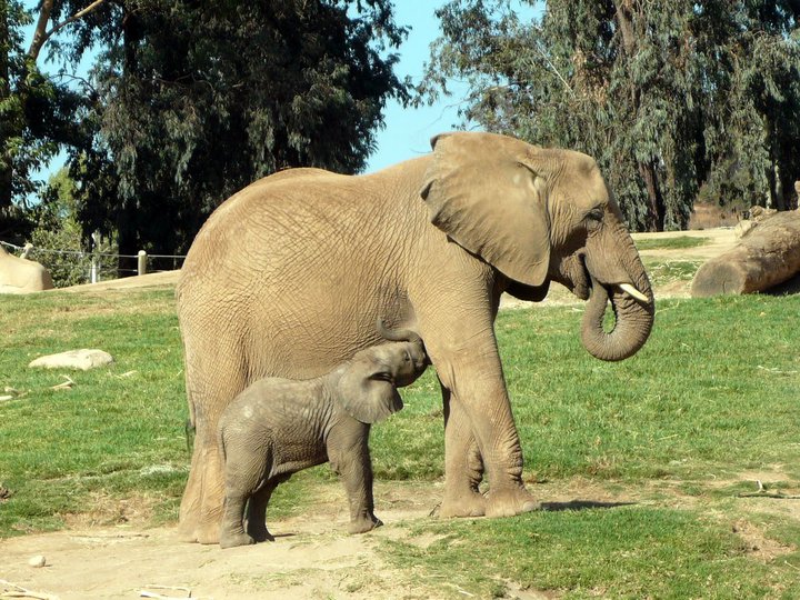 San Diego Zoo Safari Park 24.09.2010