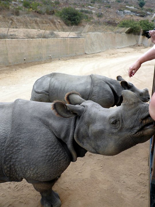 San Diego Zoo Safari Park 24.09.2010