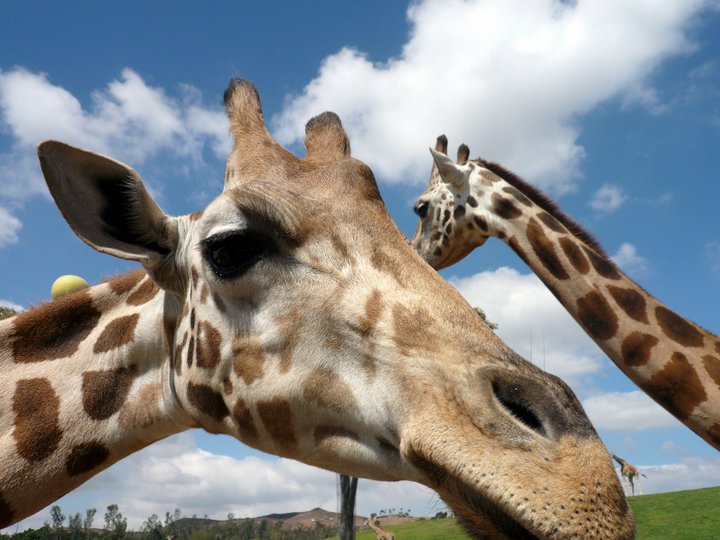 San Diego Zoo Safari Park 24.09.2010