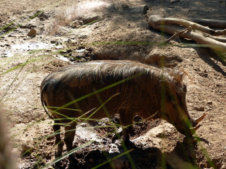 San Diego Zoo Safari Park 24.09.2010