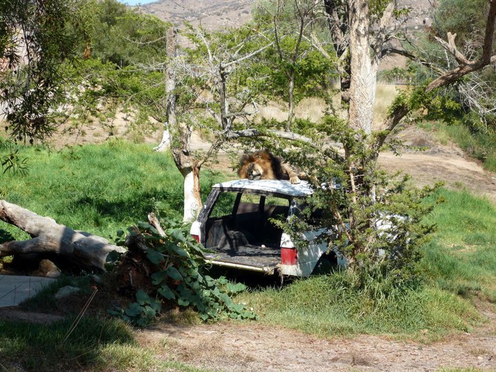 San Diego Zoo Safari Park 24.09.2010