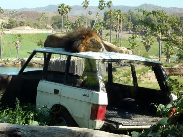 San Diego Zoo Safari Park 24.09.2010