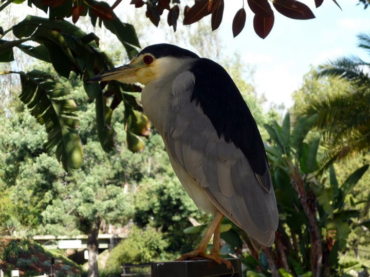 San Diego Zoo Safari Park 24.09.2010