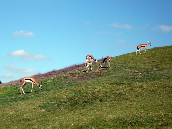 San Diego Zoo Safari Park 24.09.2010