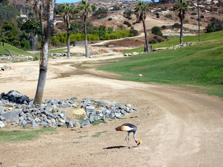 San Diego Zoo Safari Park 24.09.2010