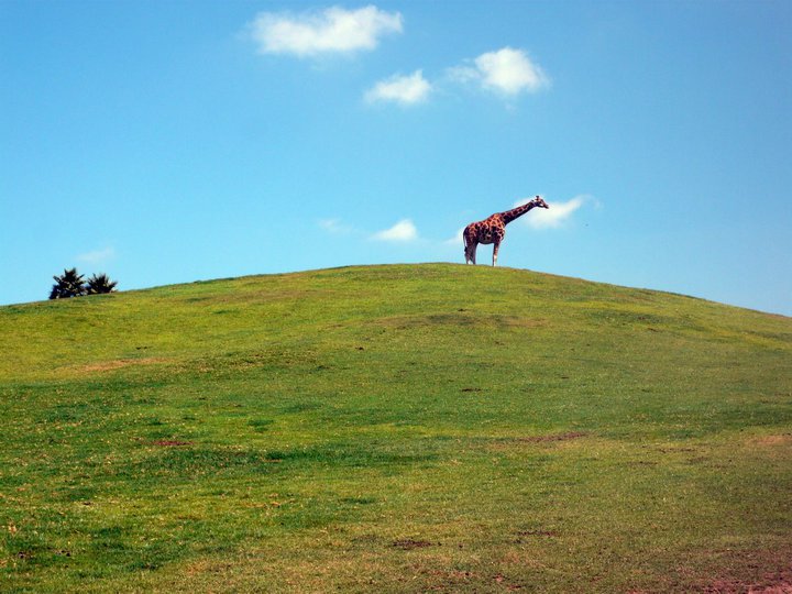 San Diego Zoo Safari Park 24.09.2010