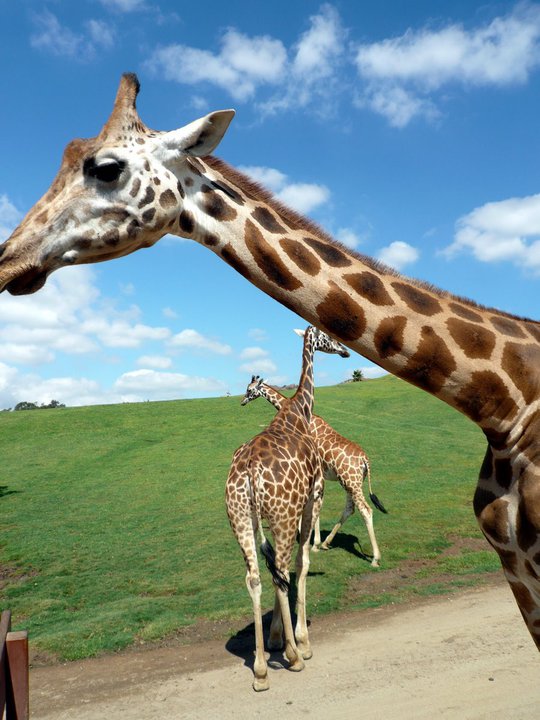 San Diego Zoo Safari Park 24.09.2010