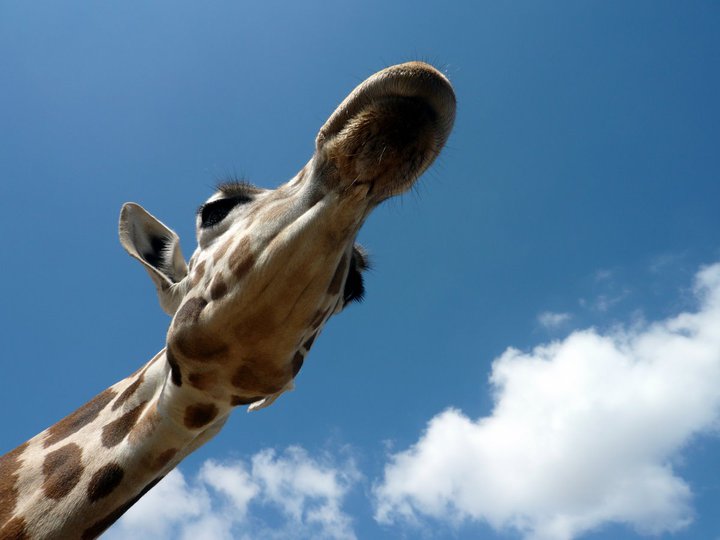 San Diego Zoo Safari Park 24.09.2010