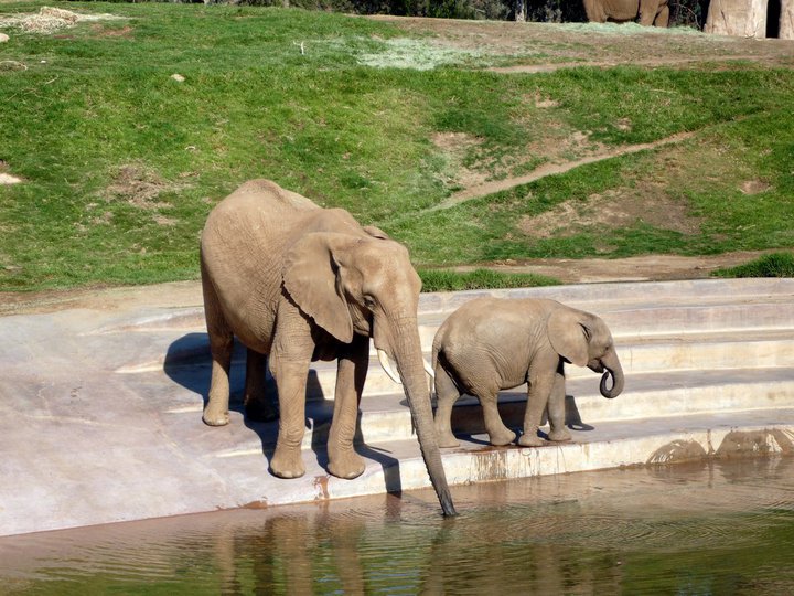 San Diego Zoo Safari Park 24.09.2010