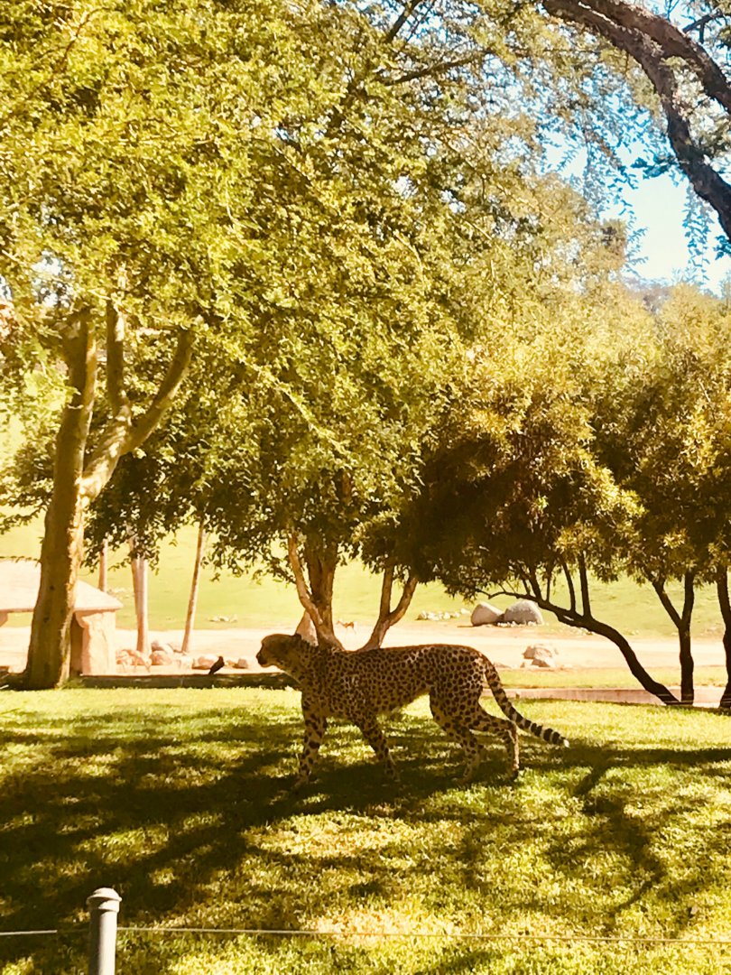 San Diego zoo safari park-African outpost cheetah exhibit