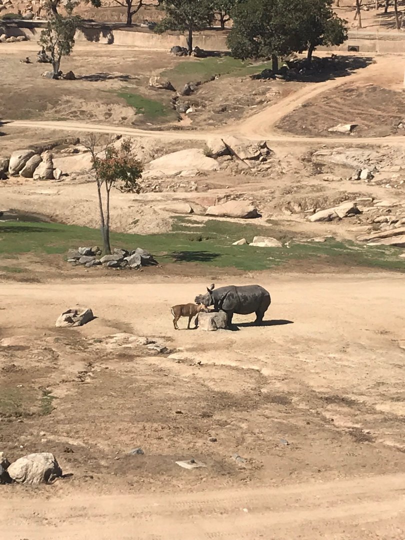 San Diego zoo Safari Park-Indian rhino & Nilgai