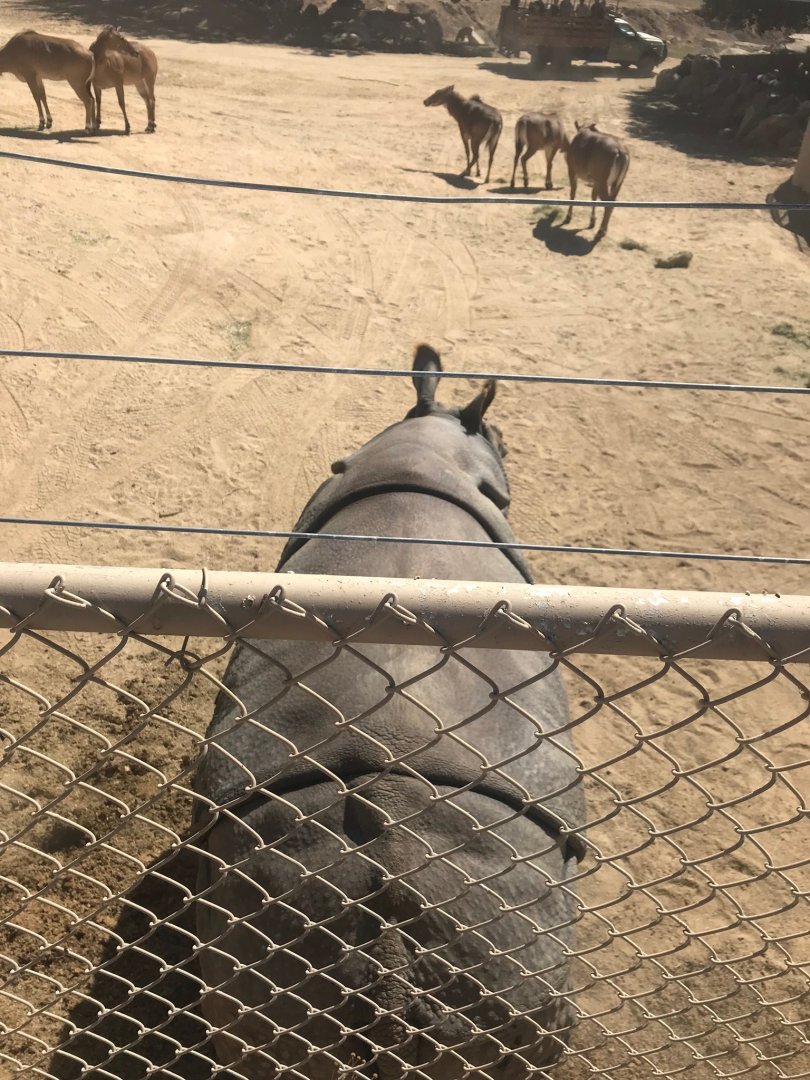 San Diego zoo Safari Park-Indian rhino up close