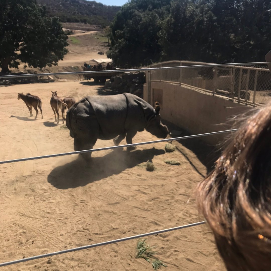 San Diego zoo Safari Park-Indian rhino